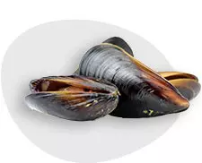 drei frische Miesmuscheln mit dunkler Schale