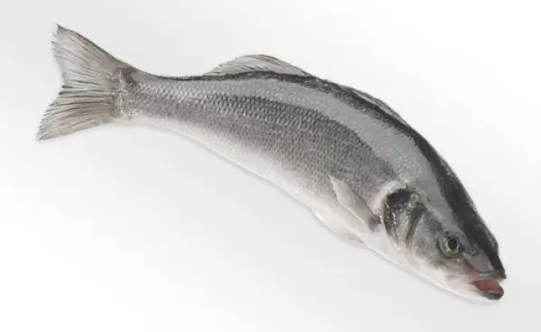 ganzer roher Wolfsbarsch auf weißem Hintergrund