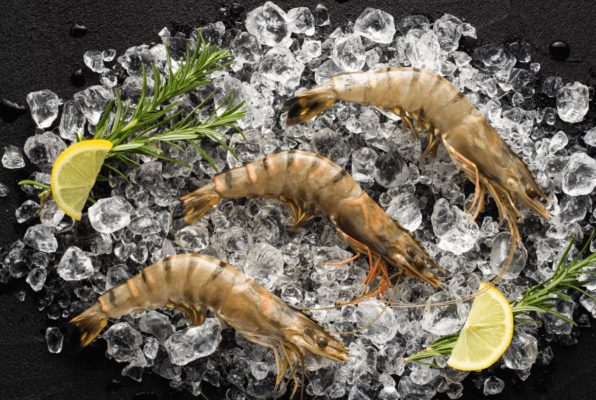 drei rohe Riesengarnelen mit Schale auf Eis, garniert mit Zi