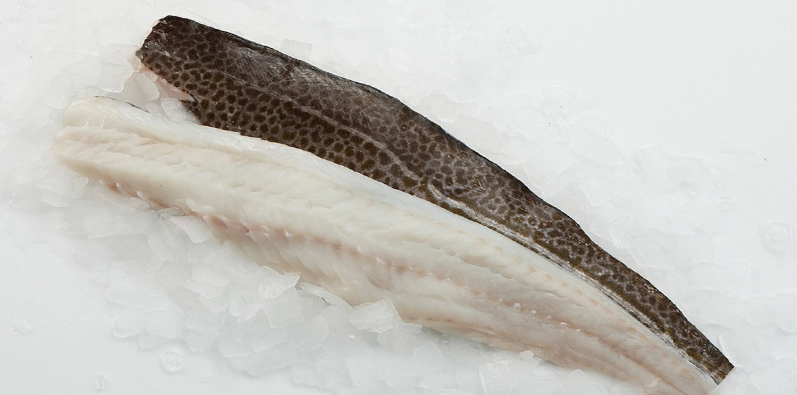 rohes Kabeljaufilet mit Haut auf Eis liegend