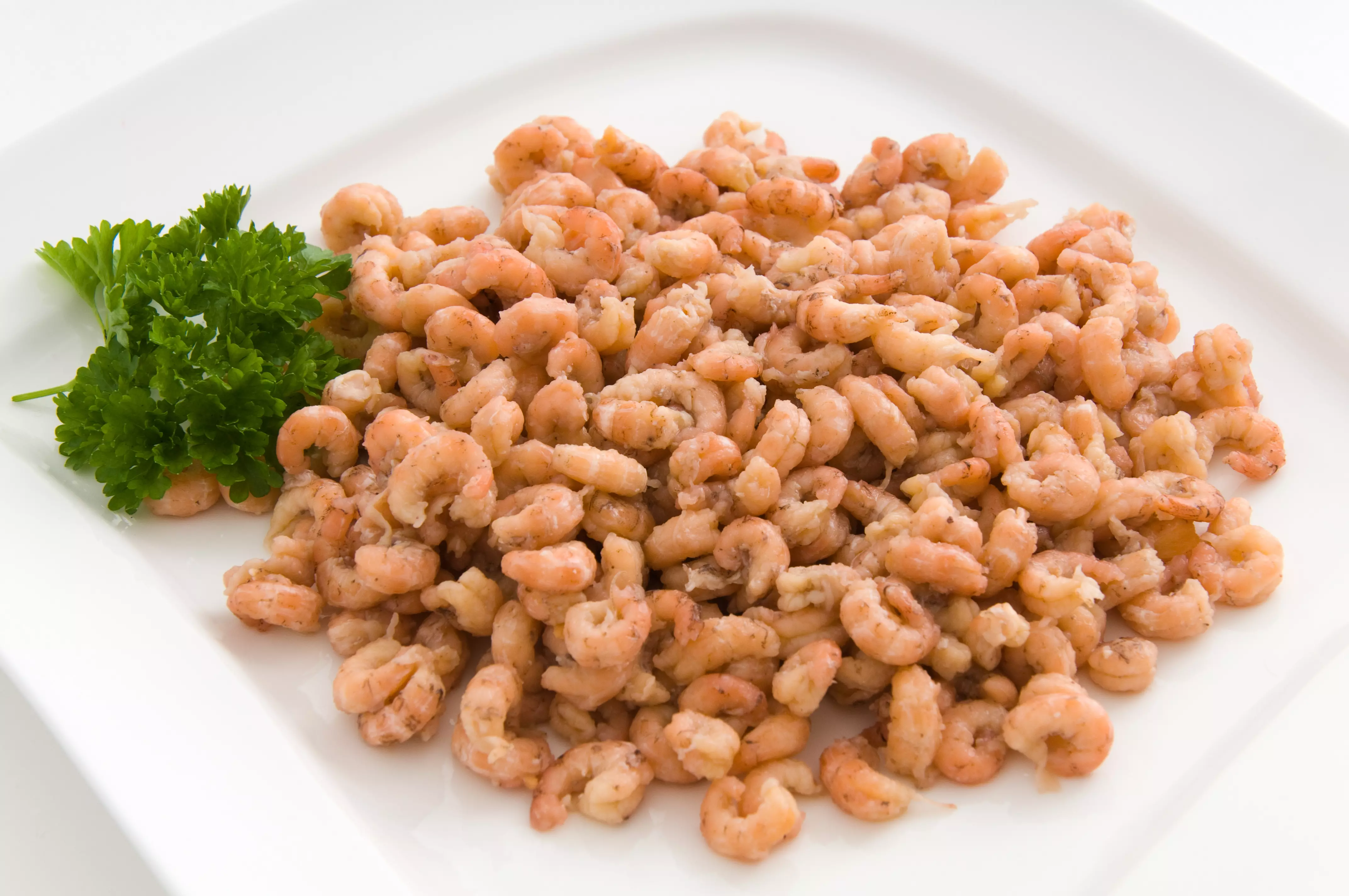 geschälte Nordseekrabben auf weißem Teller mit Petersilie