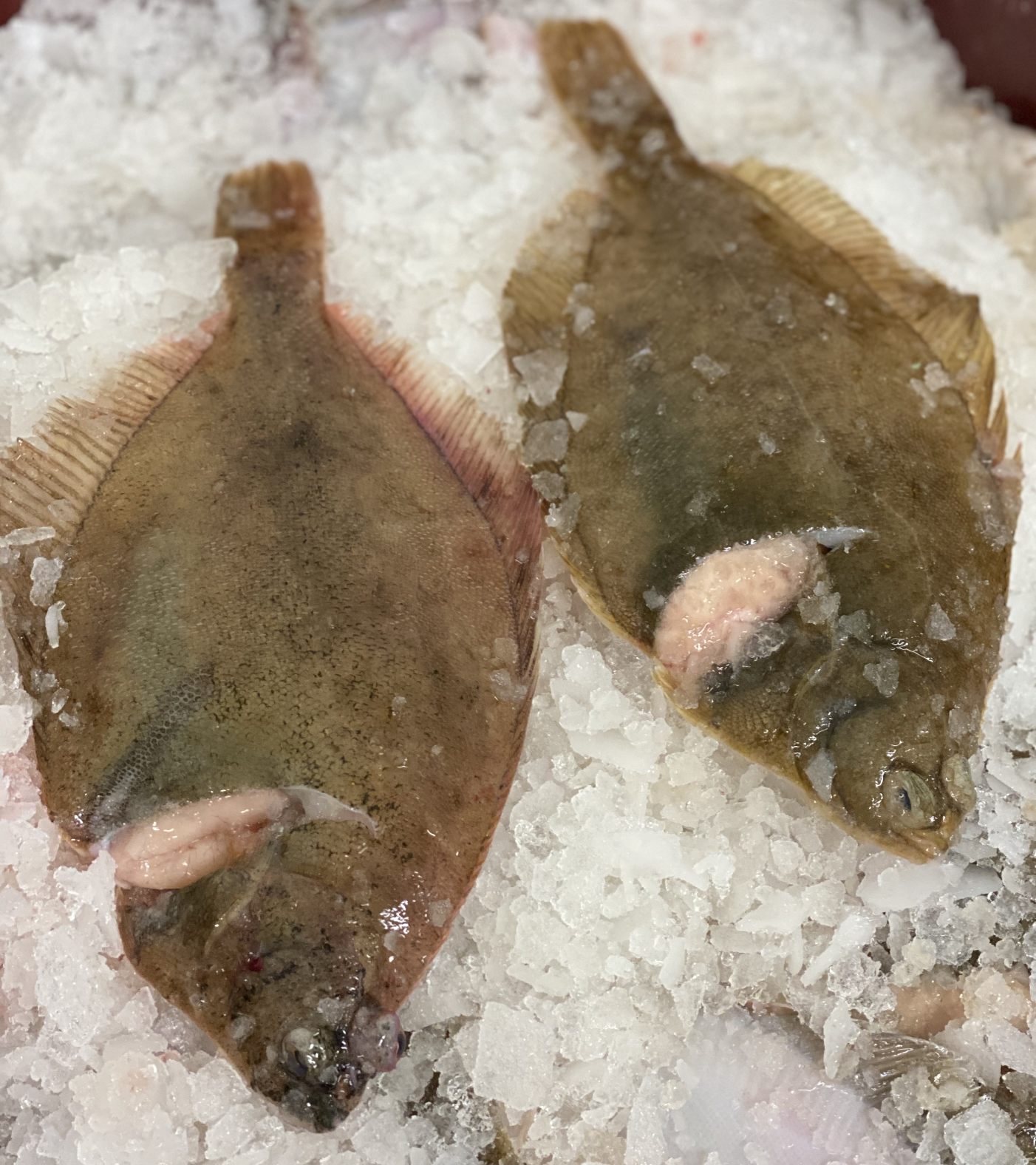 Frische ganze Scharben (Kliesche, Skantjes) 1kg pro Packung