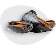 Miesmuscheln in der Schale gekocht, tiefgekühlt, einzeln entnehmbar, ca. 40-60 Stück im 1kg Beutel