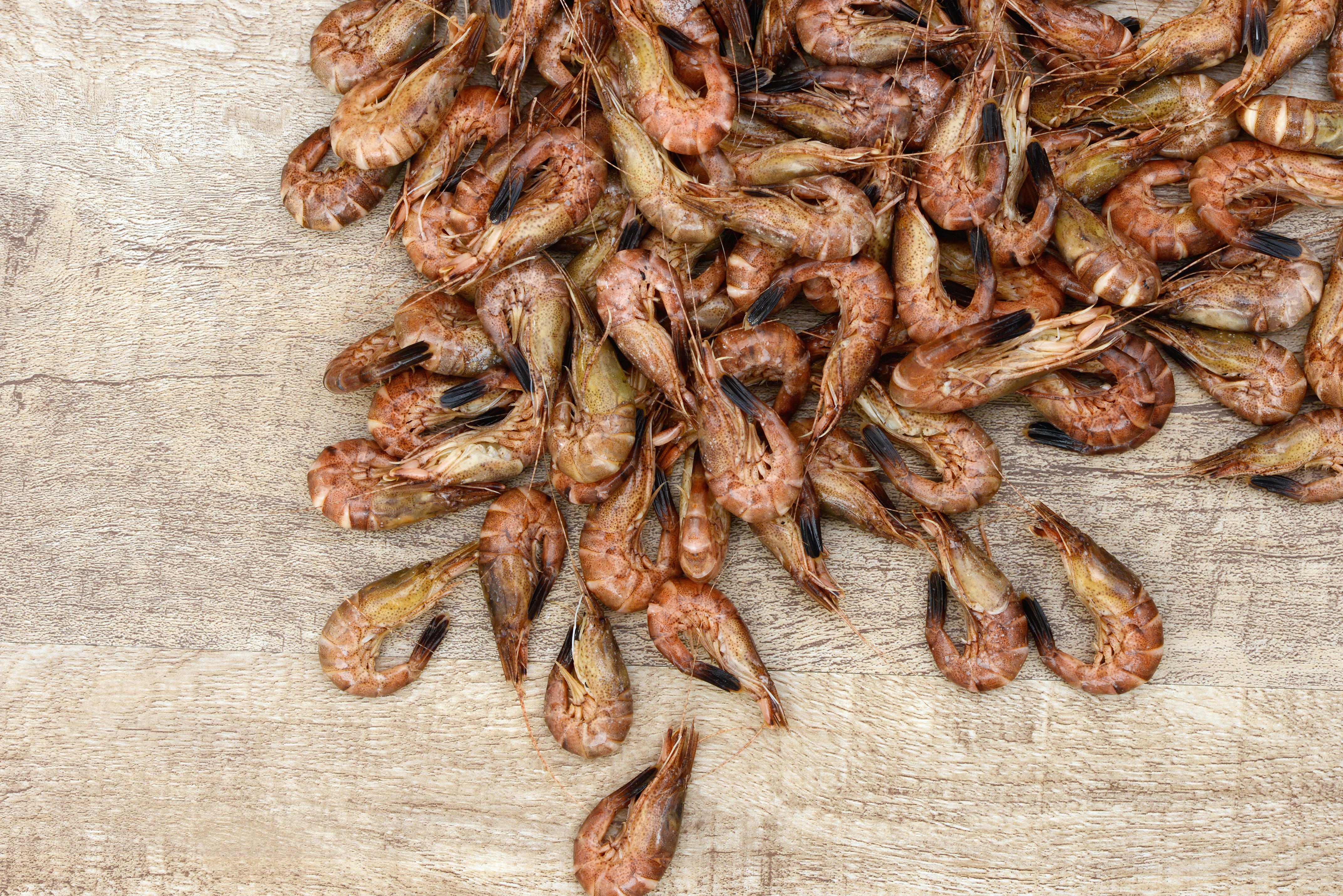 Frische Nordseekrabben Granat, direkt vom Kutter, ungepult und super frisch direkt aus Ostfriesland