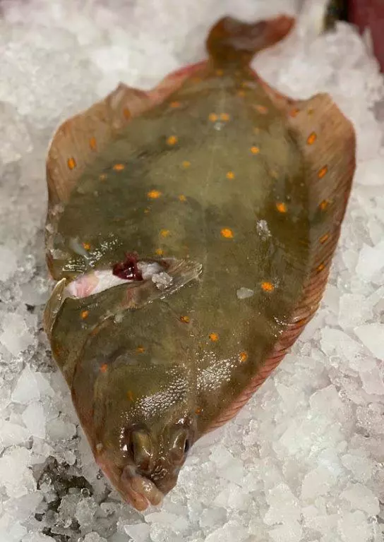 ganze Scholle mit Haut auf Eis liegend