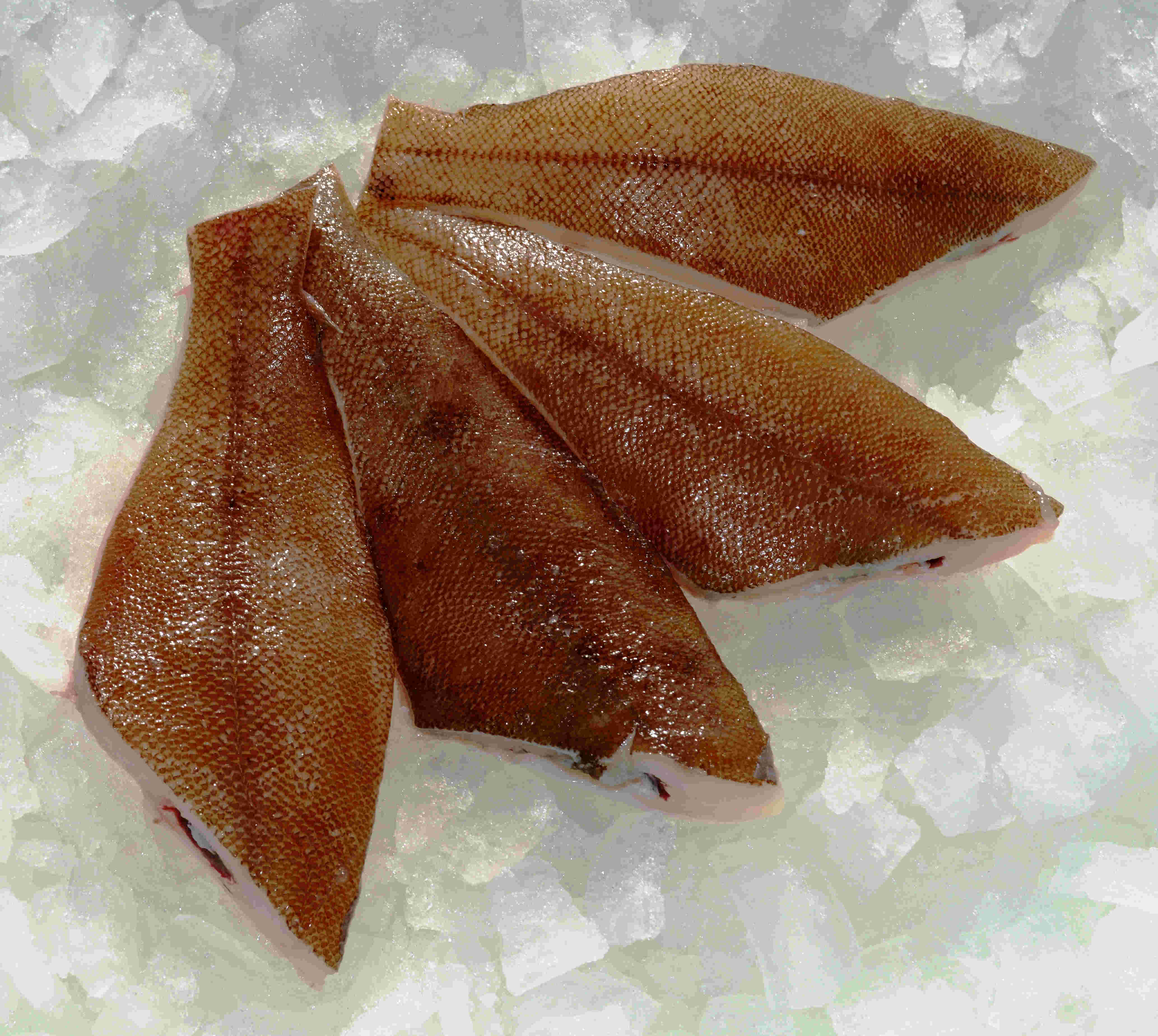 Vier Schollenfilets liegen auf zerstoßenem Eis bereit zum Verkauf