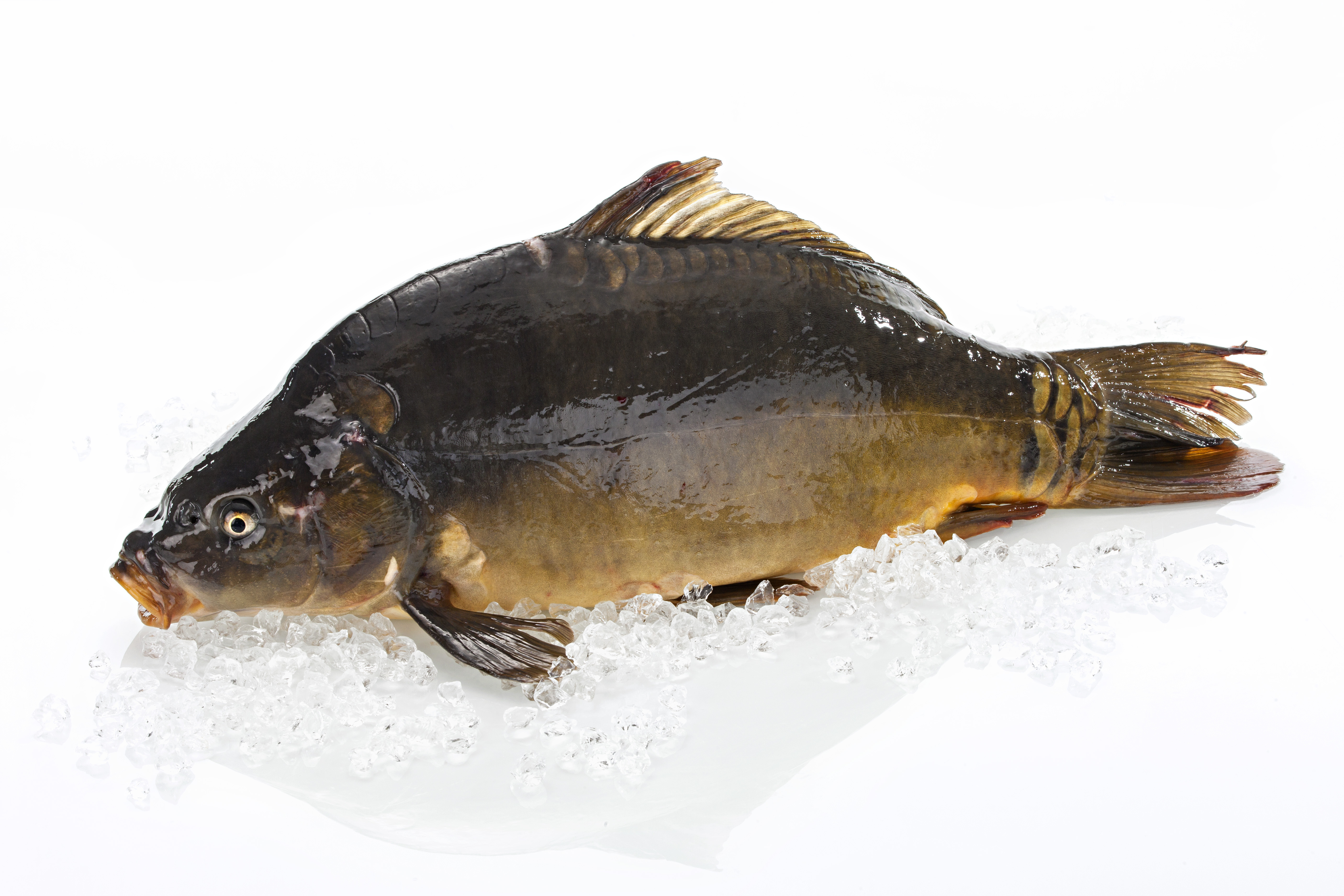 ganzer roher Karpfen auf Eis auf weißem Hintergrund
